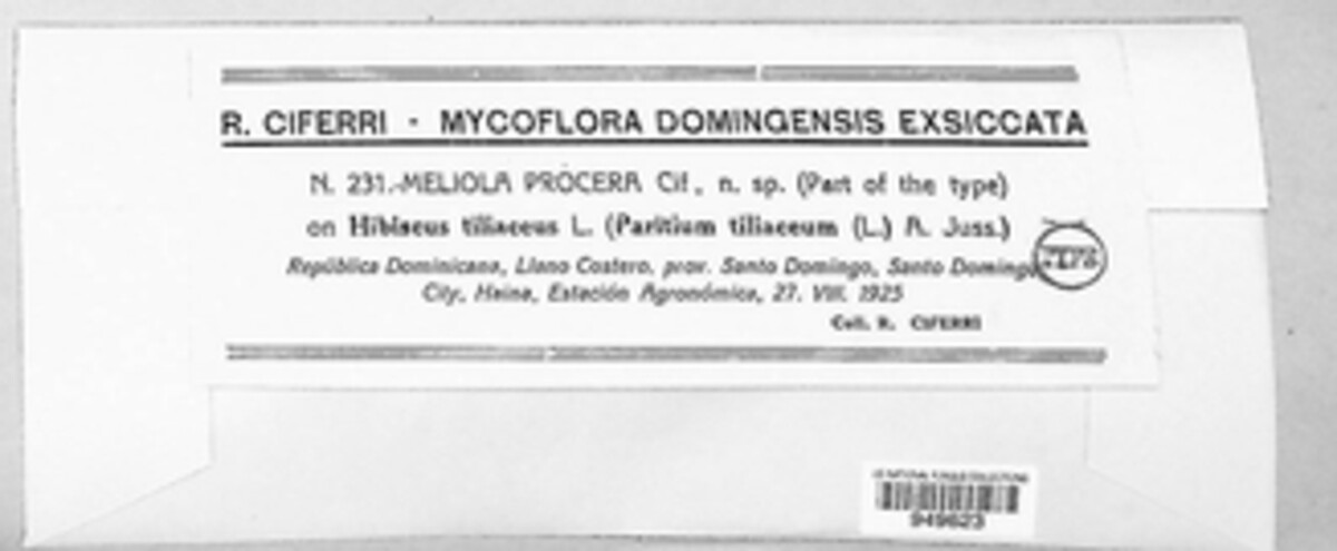 Meliola procera image